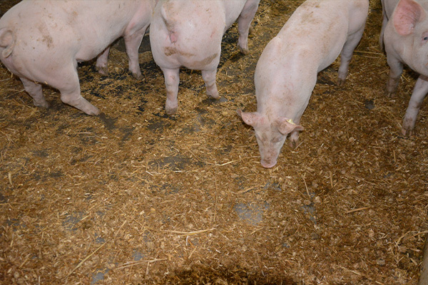 In den nassen Stallbereichen nehmen die Struktur-Pellets die Feuchtigkeit schnell auf und sorgen damit für einen trockenen und sauberen Liegeplatz.